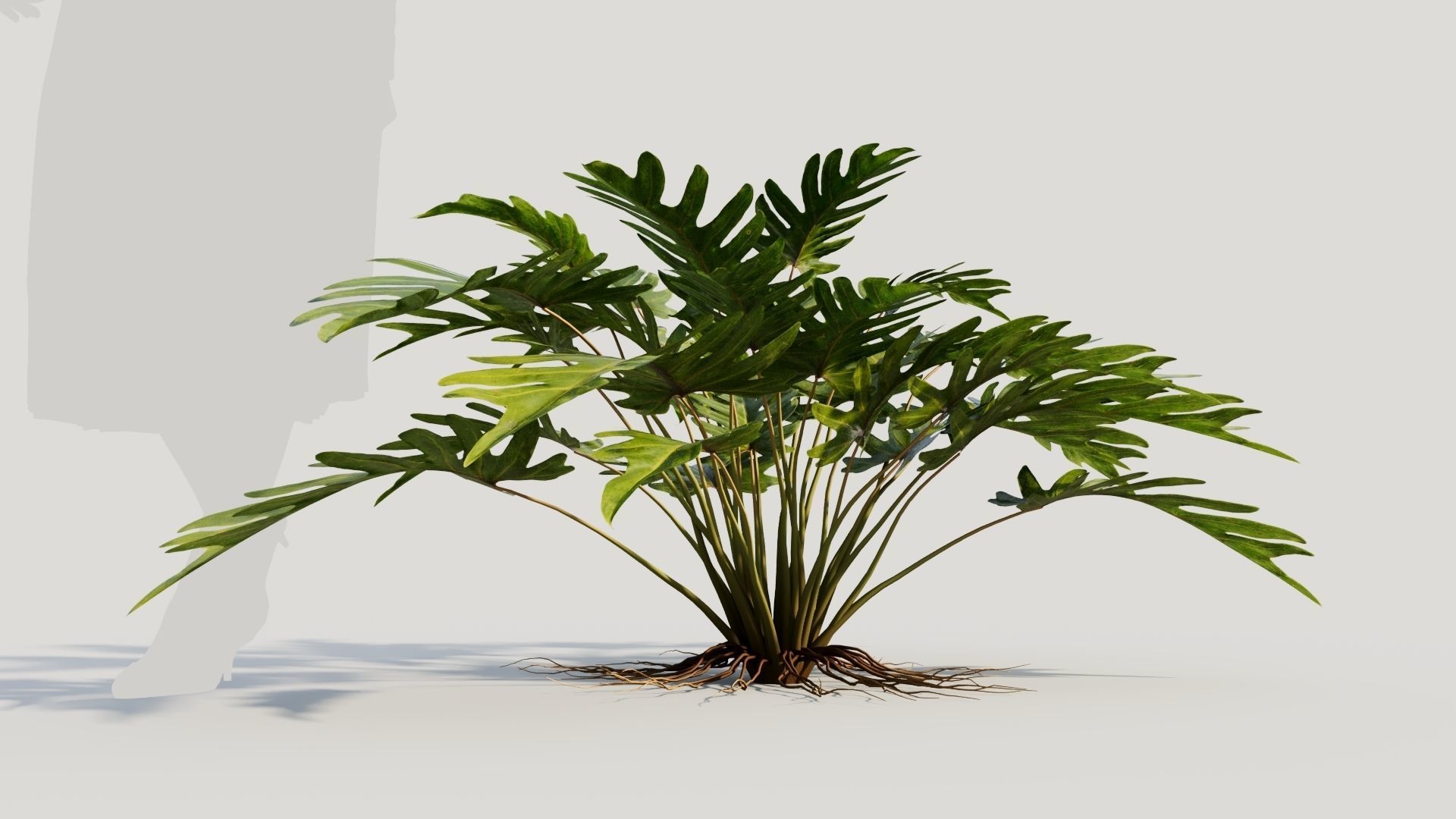 Philodendron xanadu 3D model_6