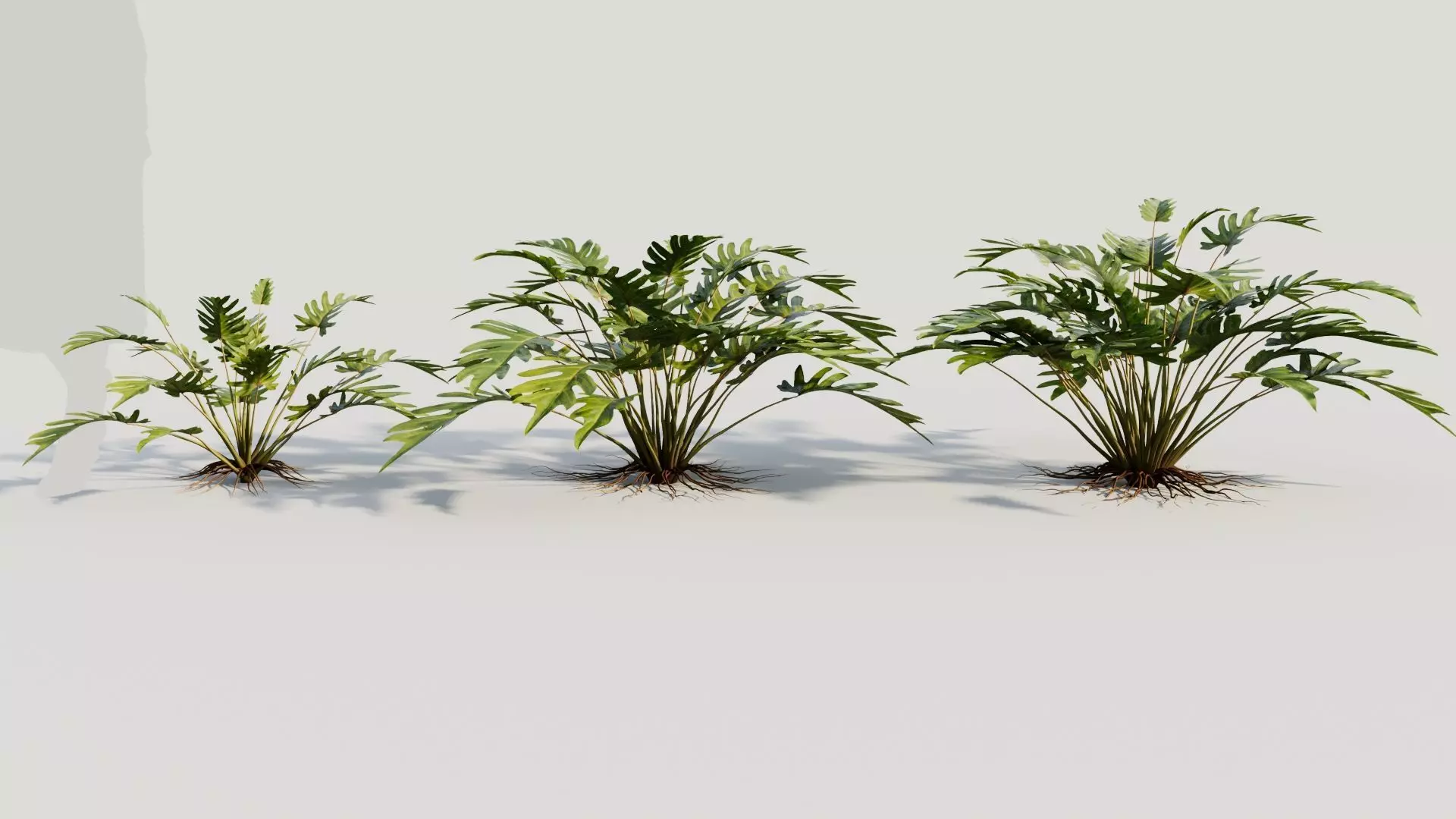 Philodendron xanadu 3D model_0