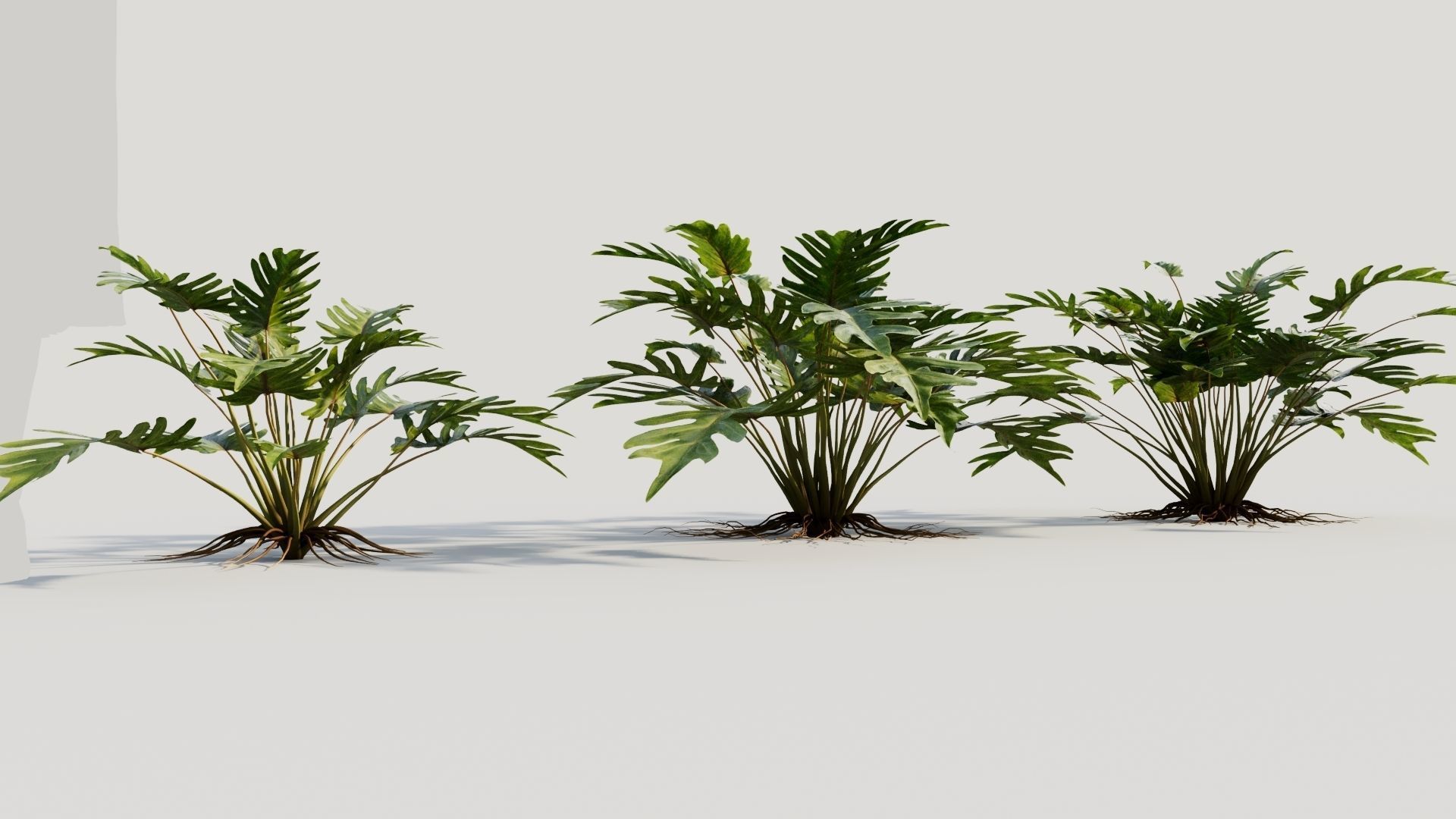 Philodendron xanadu 3D model_3