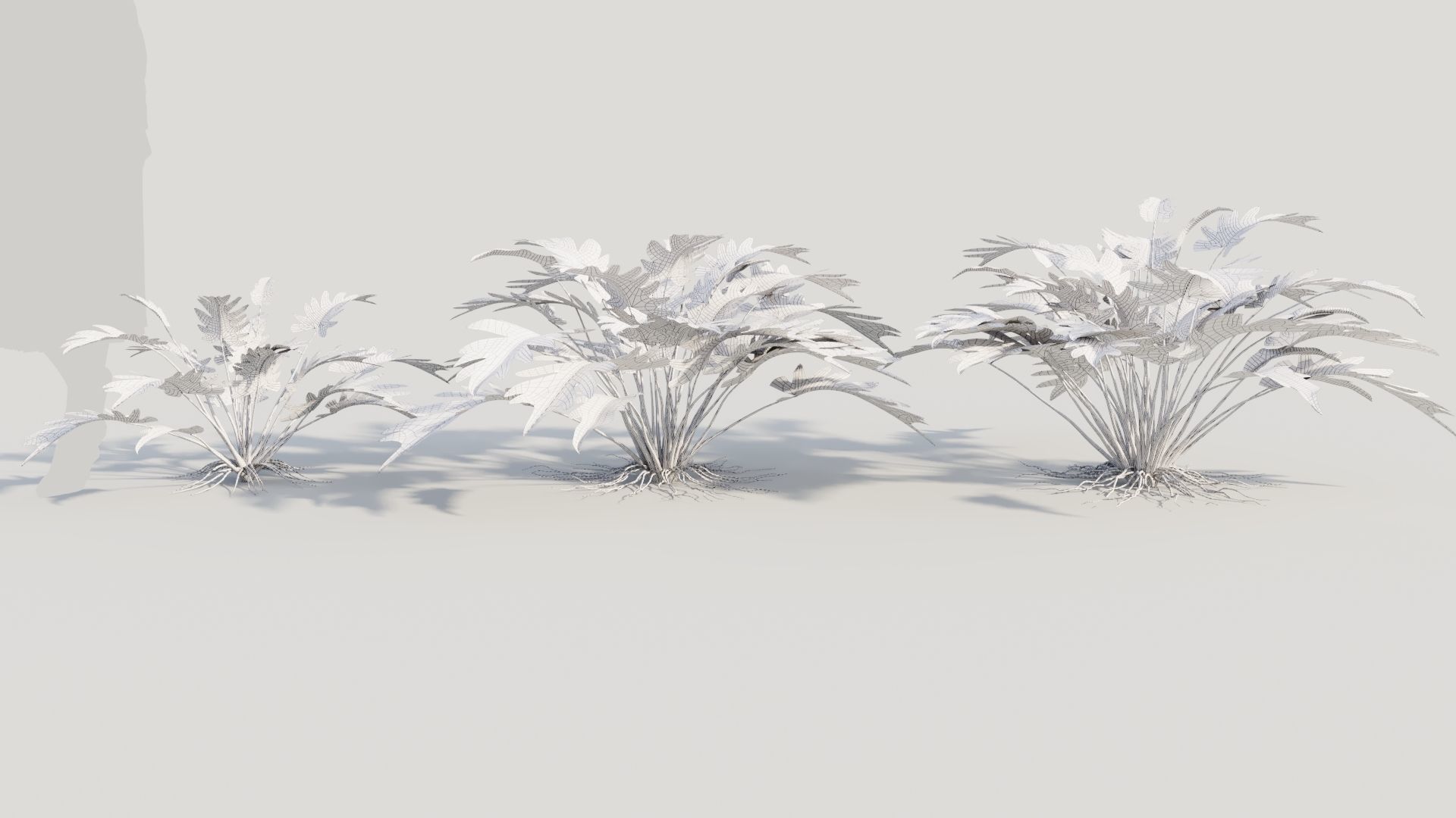 Philodendron xanadu 3D model_8