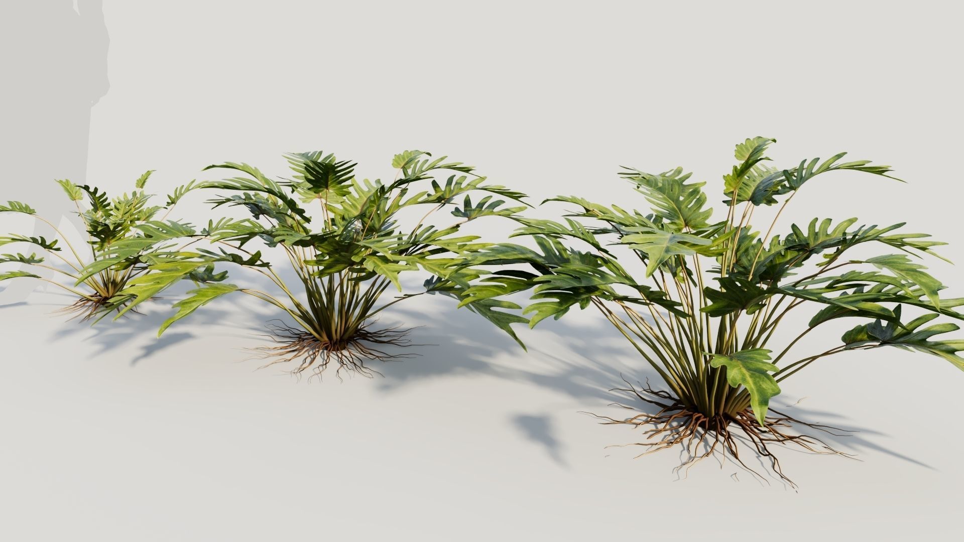 Philodendron xanadu 3D model_1