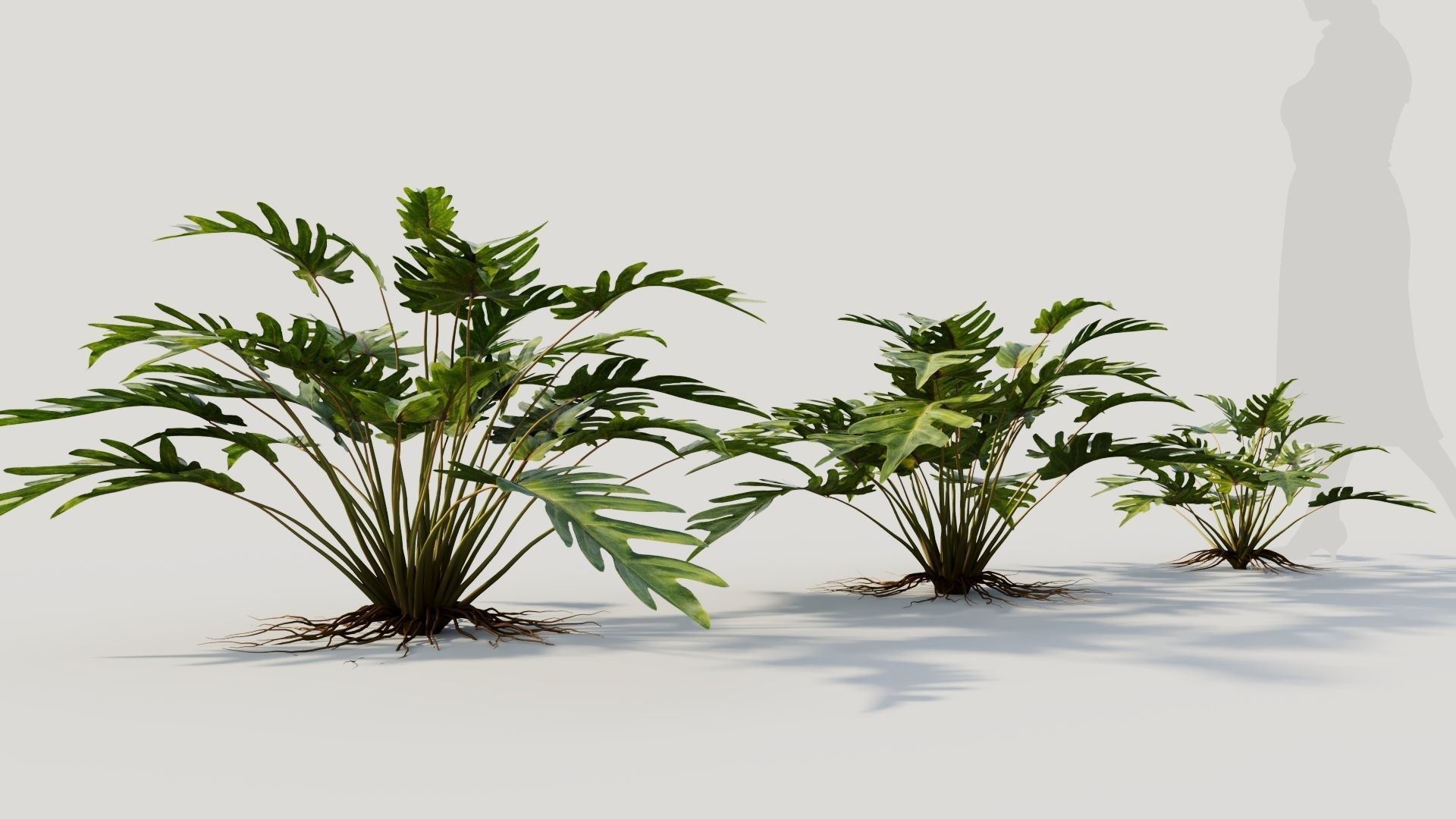 Philodendron xanadu 3D model_4