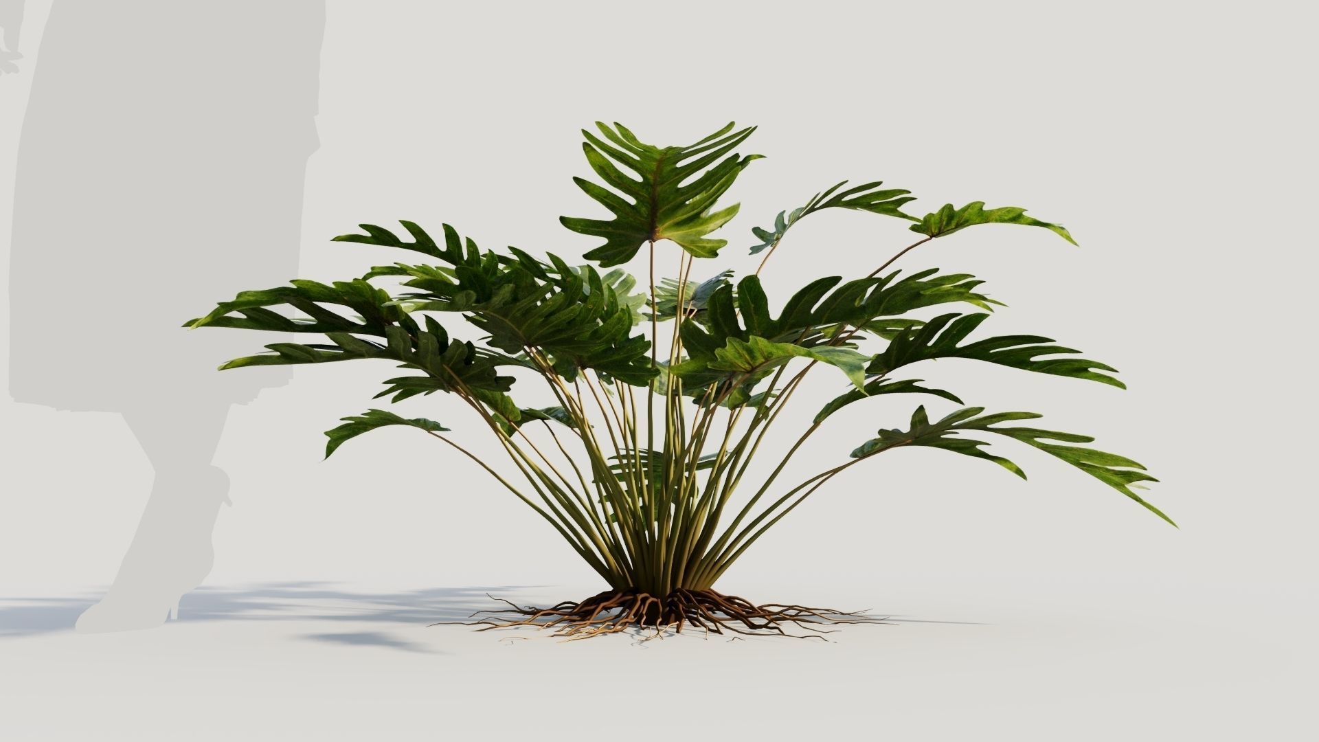 Philodendron xanadu 3D model_7