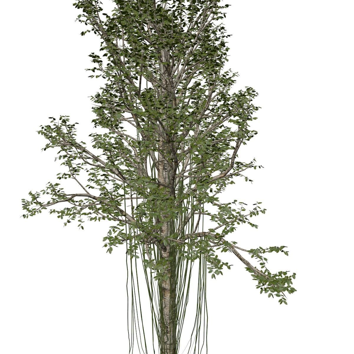 Agarwood Tree - 04 - 3D model_3