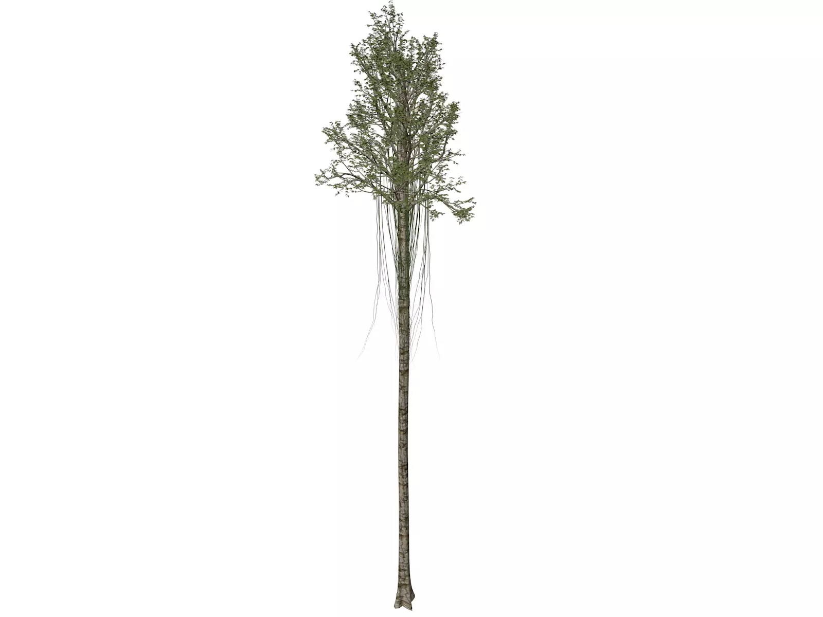 Agarwood Tree - 04 - 3D model_0