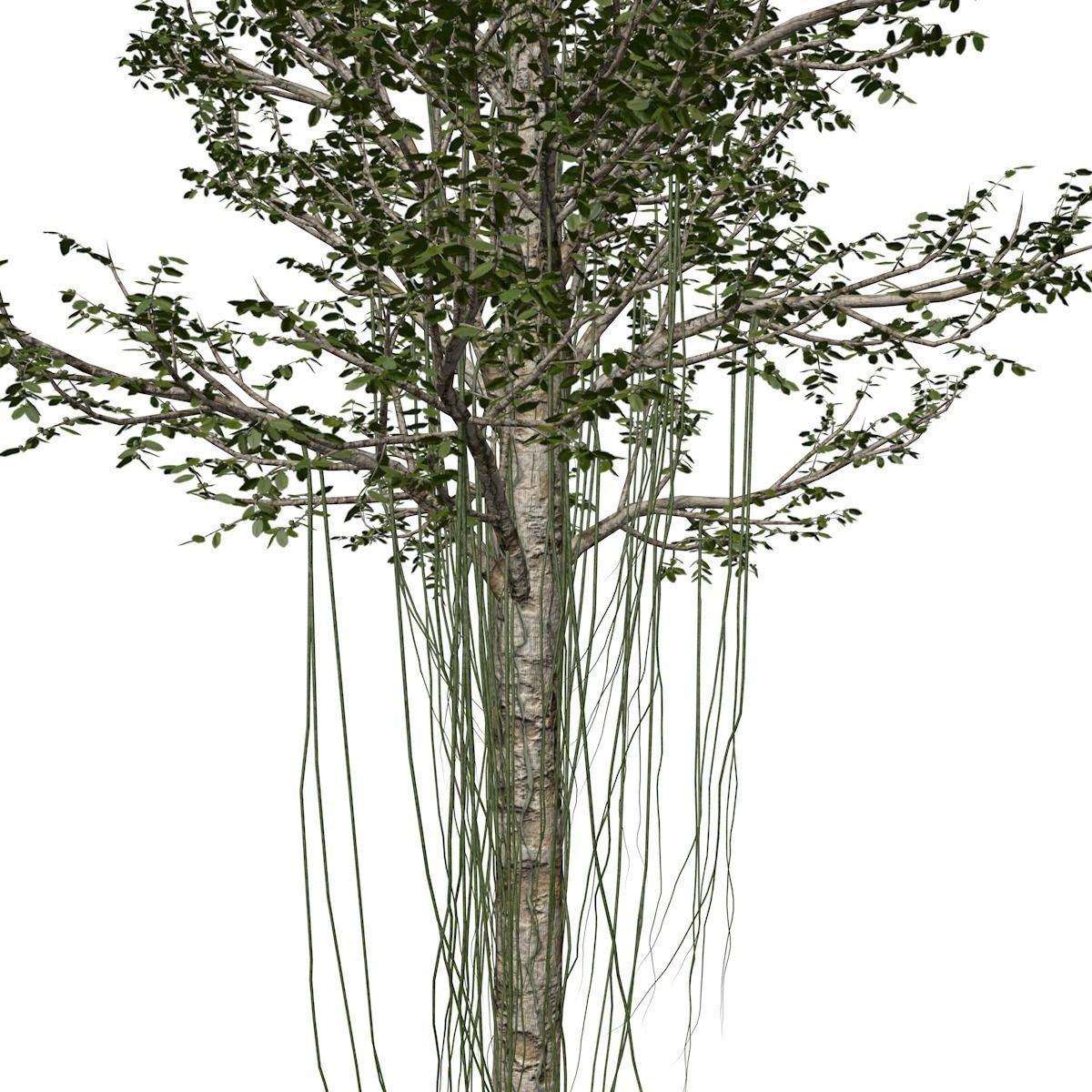 Agarwood Tree - 06 - 3D model_3