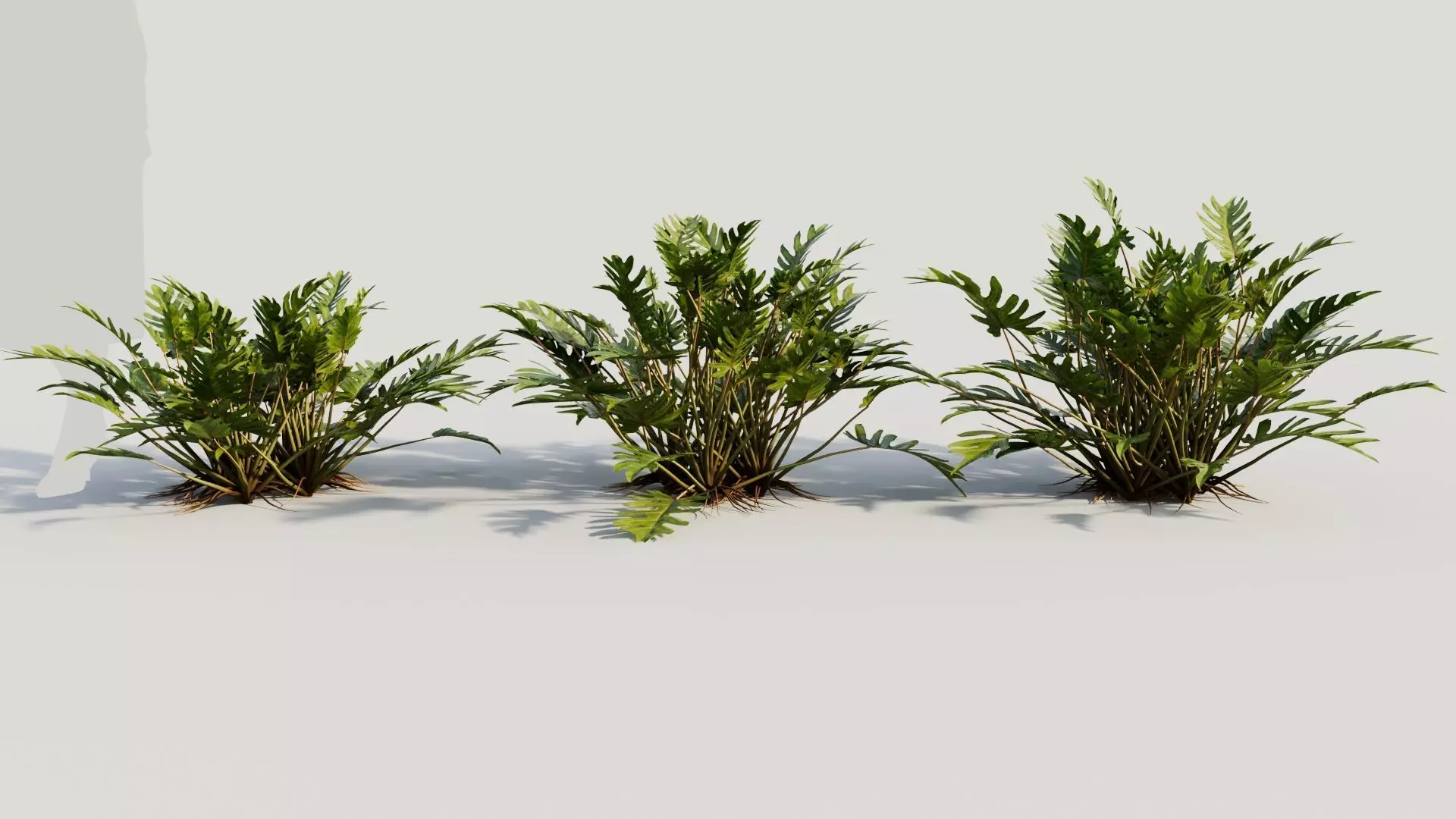 Philodendron xanadu b 3D model_0