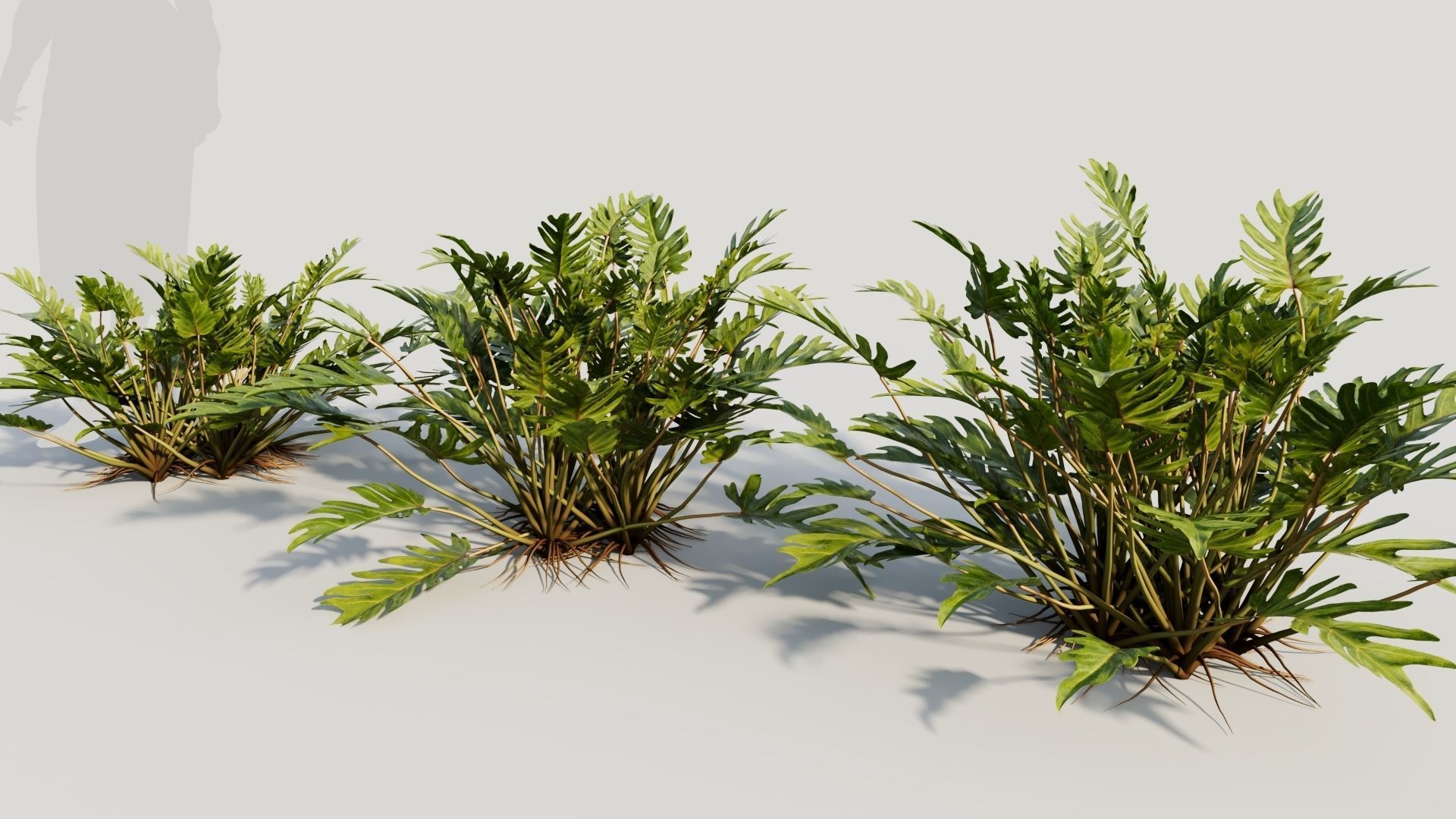 Philodendron xanadu b 3D model_1