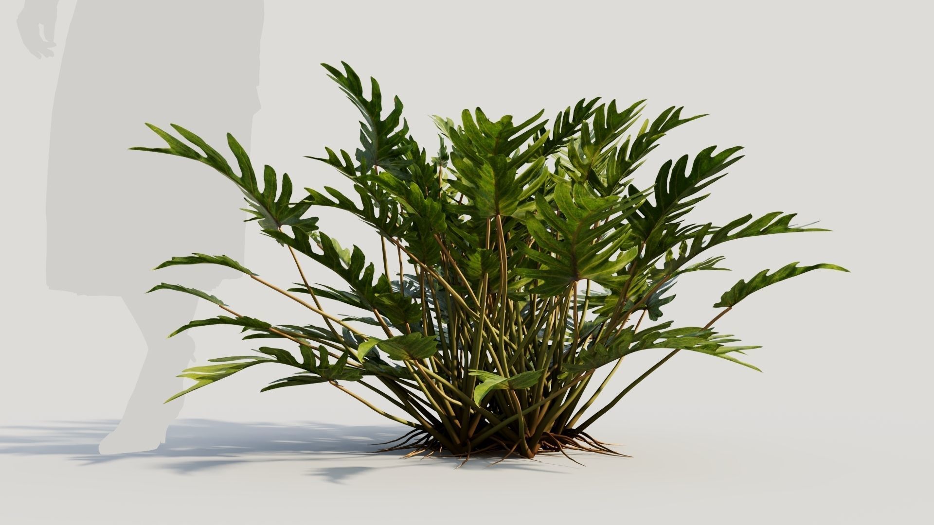 Philodendron xanadu b 3D model_7