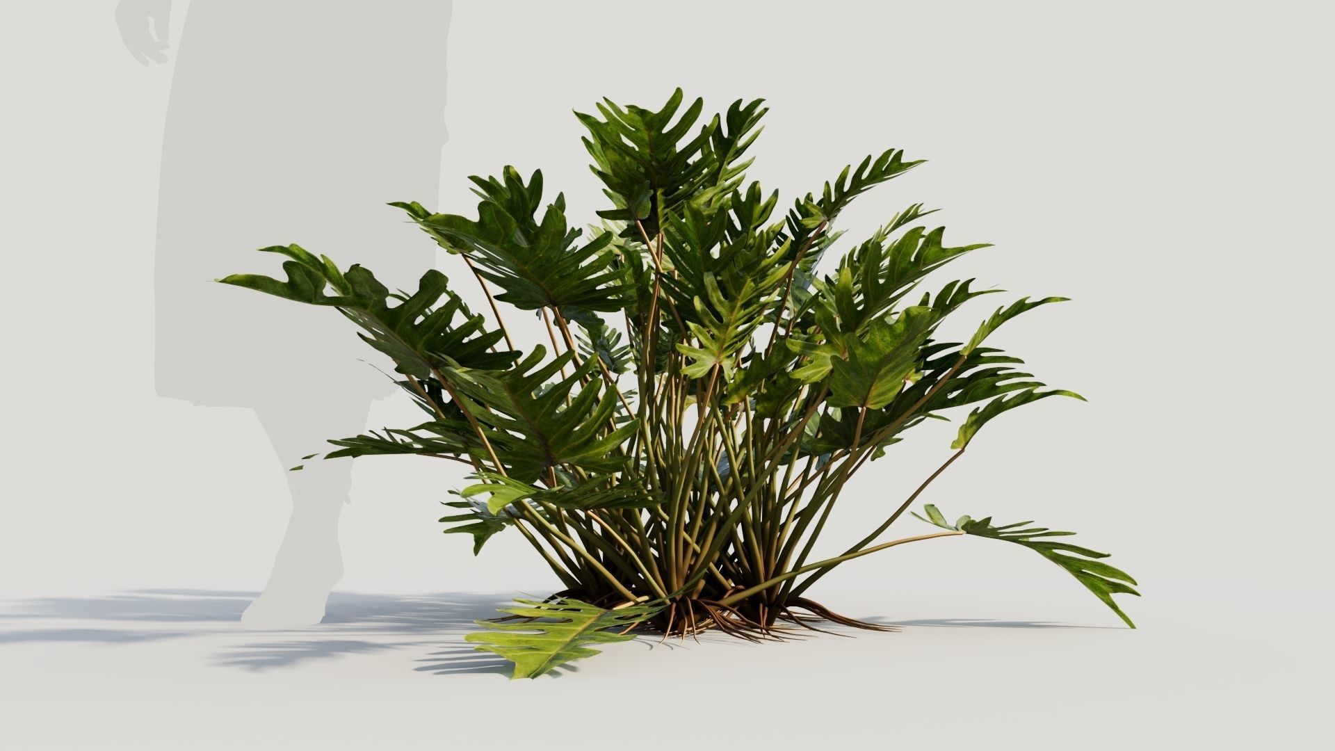 Philodendron xanadu b 3D model_6
