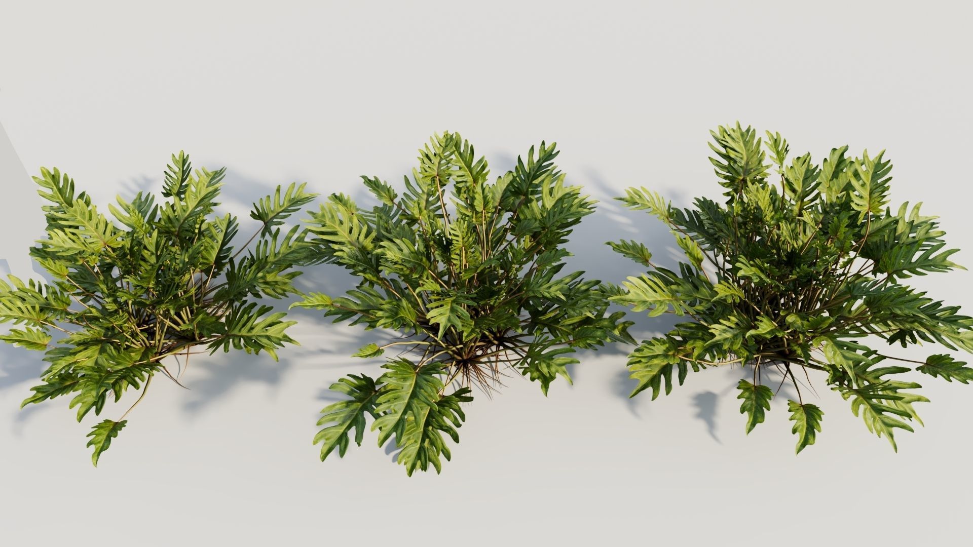 Philodendron xanadu b 3D model_2