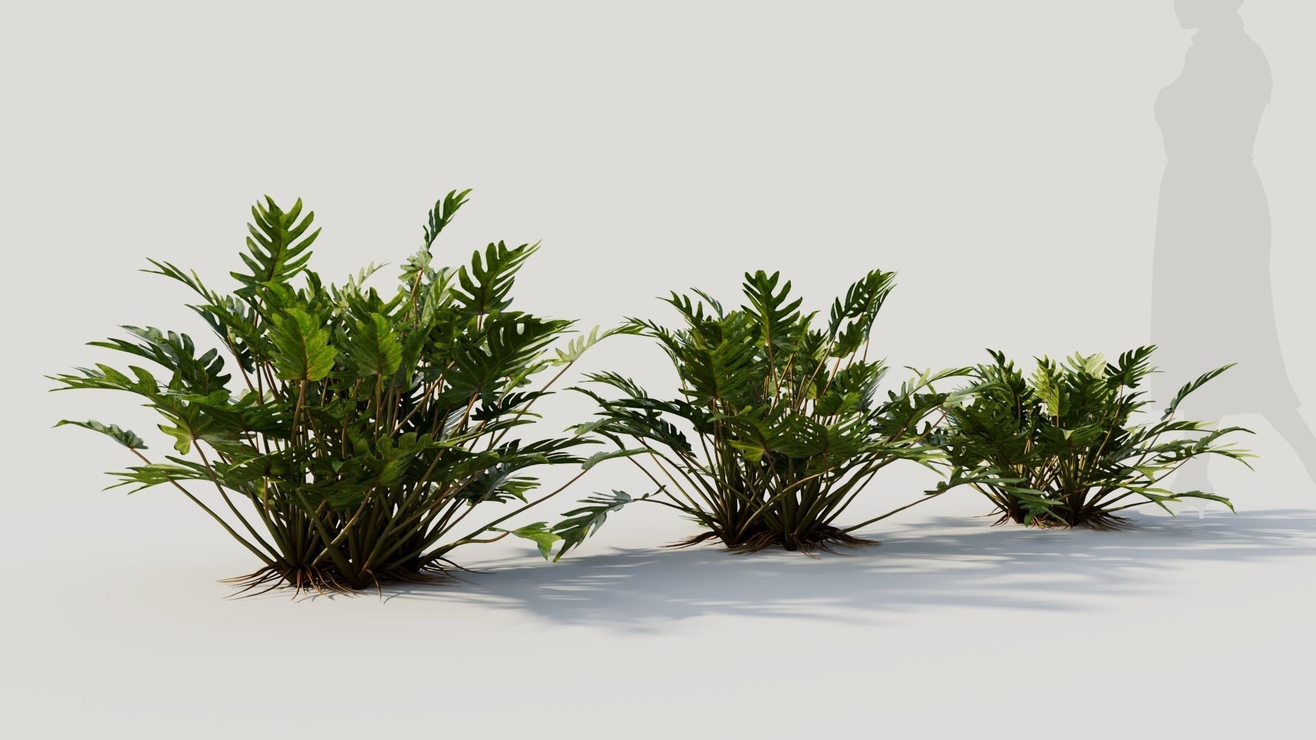 Philodendron xanadu b 3D model_4