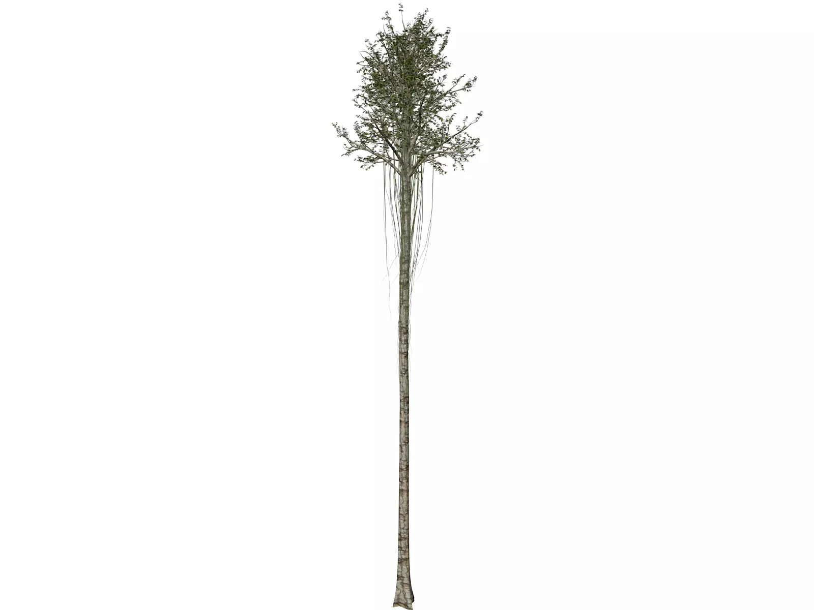 Agarwood Tree - 09 - 3D model_0