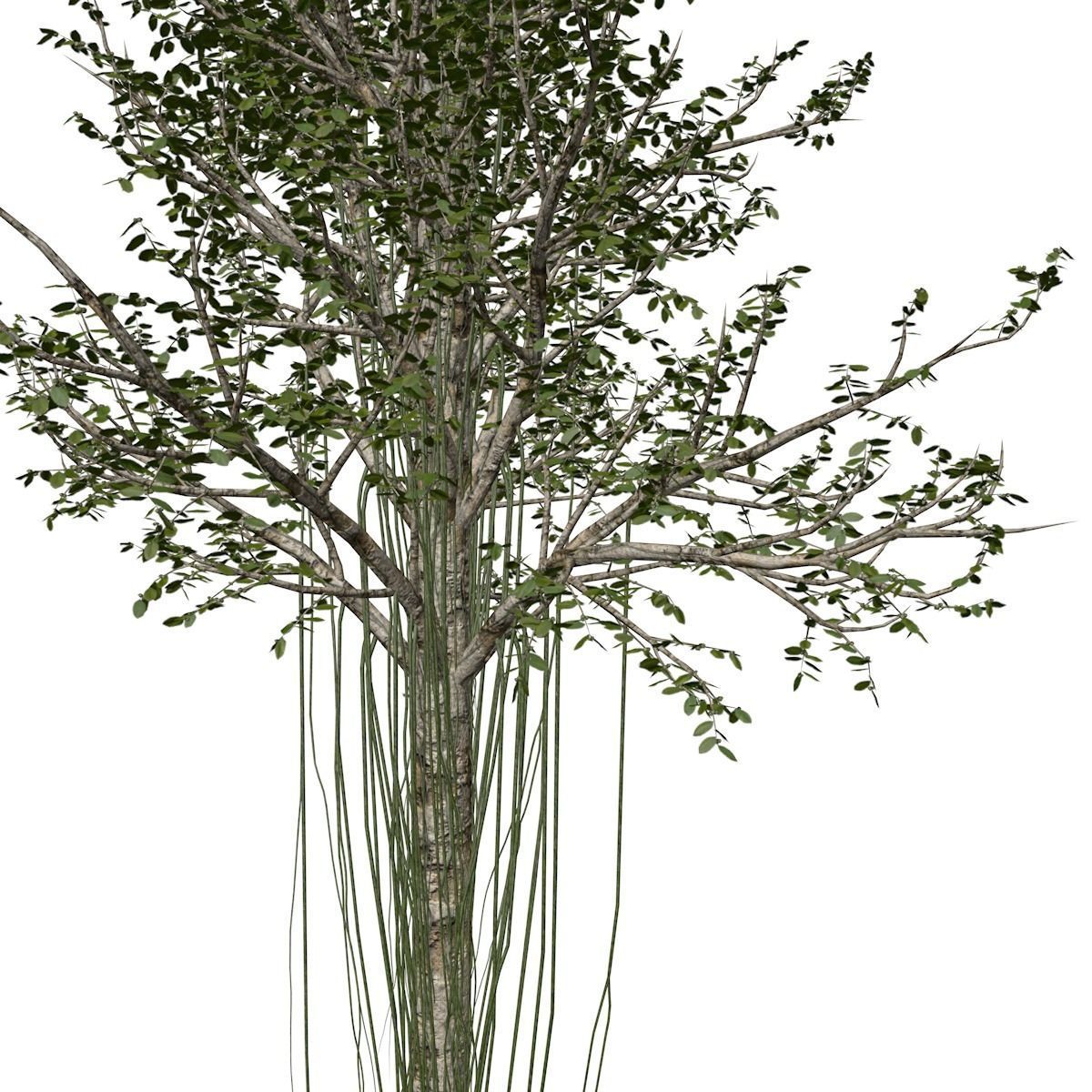 Agarwood Tree - 09 - 3D model_3