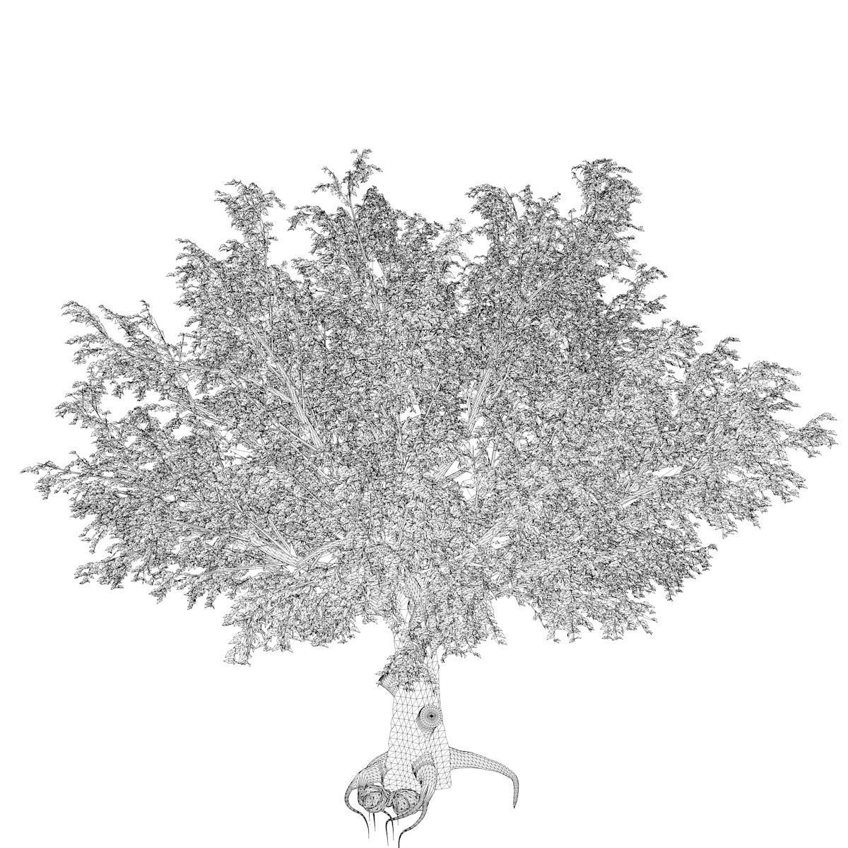 American Beech Tree - 01 - 3D model_2