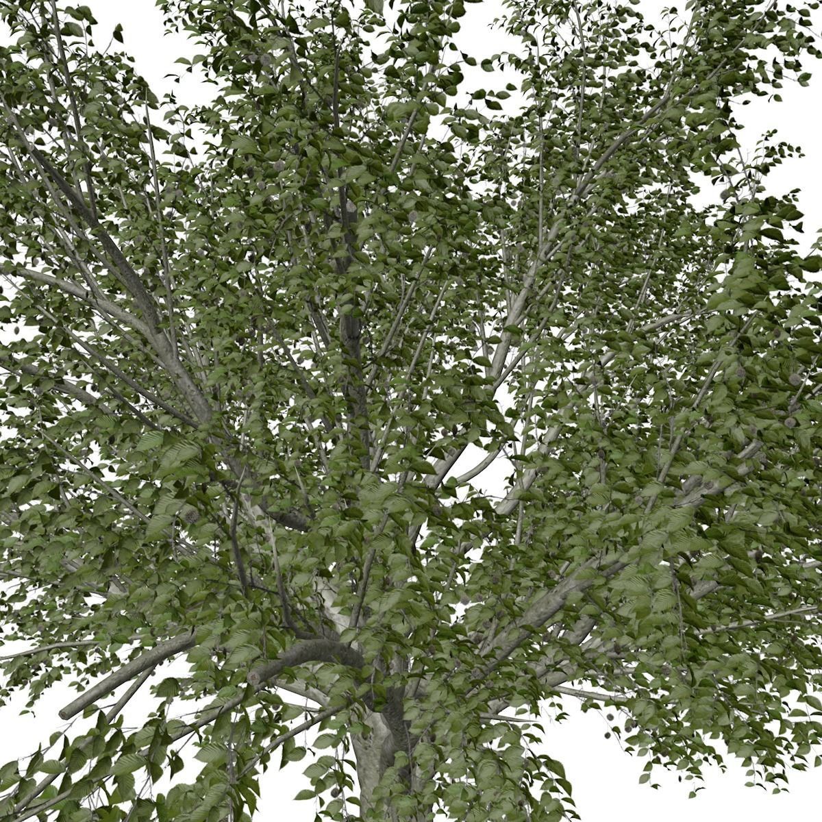 American Beech Tree - 01 - 3D model_3