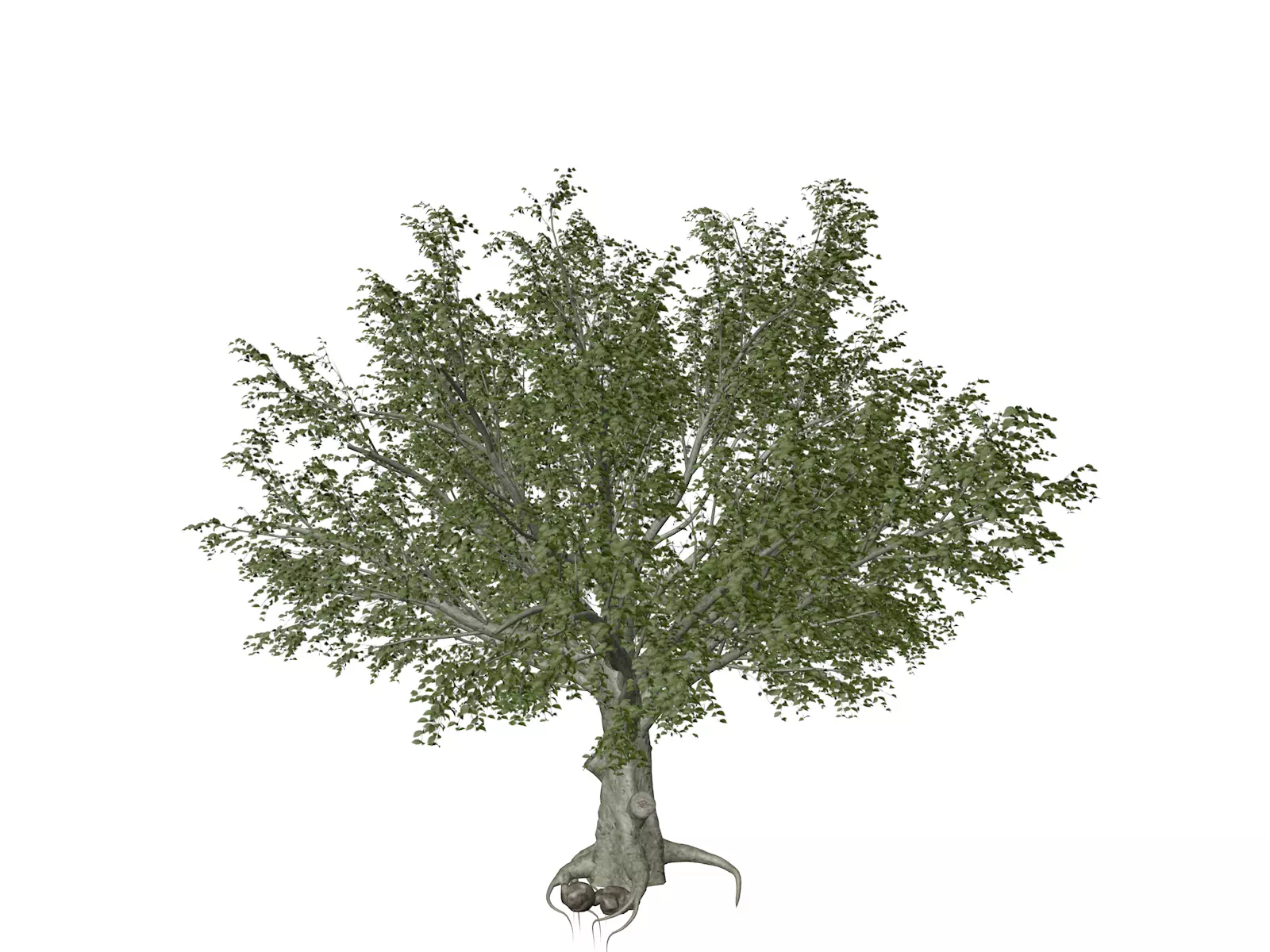 American Beech Tree - 01 - 3D model_0