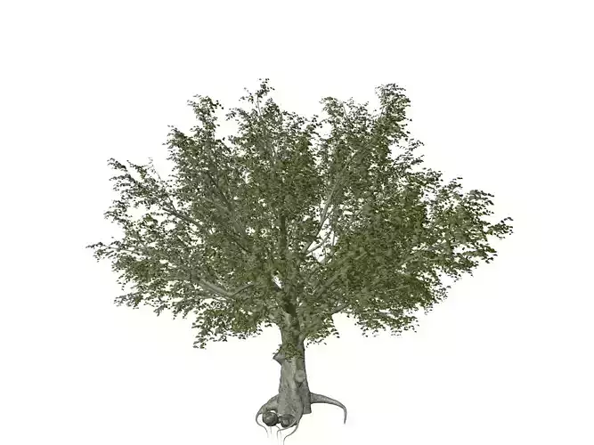 American Beech Tree - 01 -