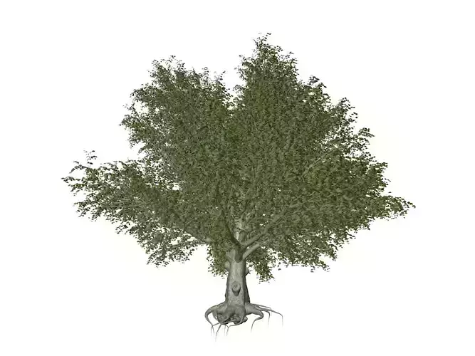 American Beech Tree - 02 -