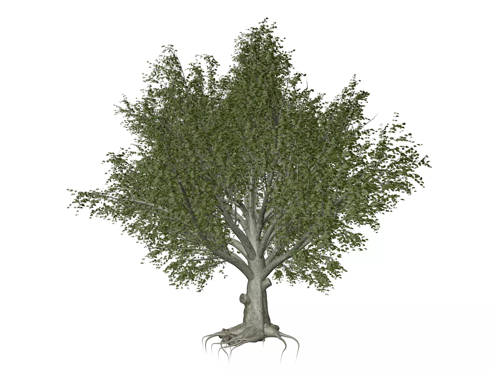 American Beech Tree - 03 - 3D model_0
