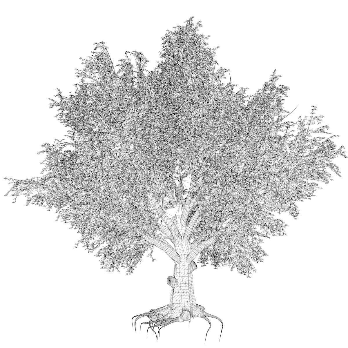 American Beech Tree - 03 - 3D model_2