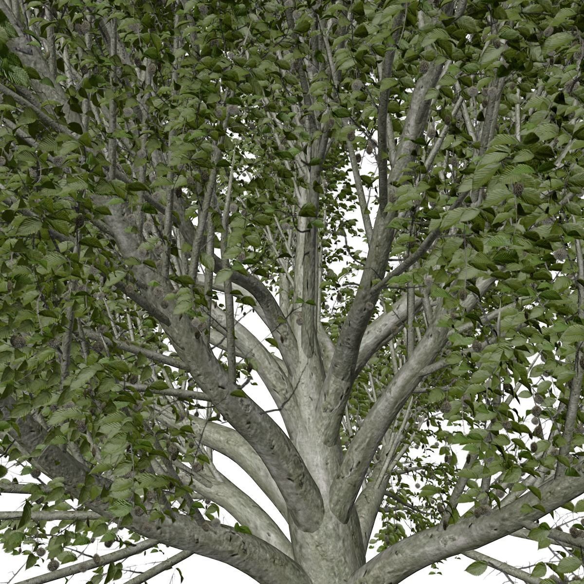 American Beech Tree - 03 - 3D model_3