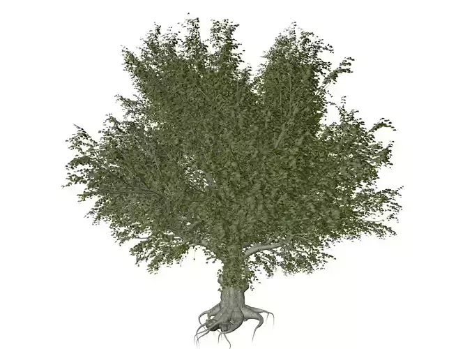 American Beech Tree - 04 - 3D model
