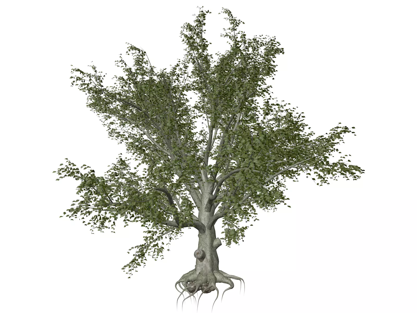 American Beech Tree - 05 - 3D model_0