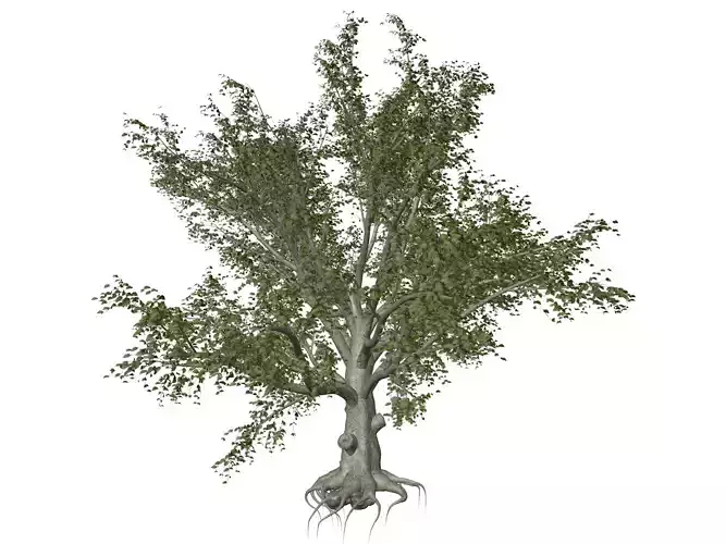 American Beech Tree - 05 -