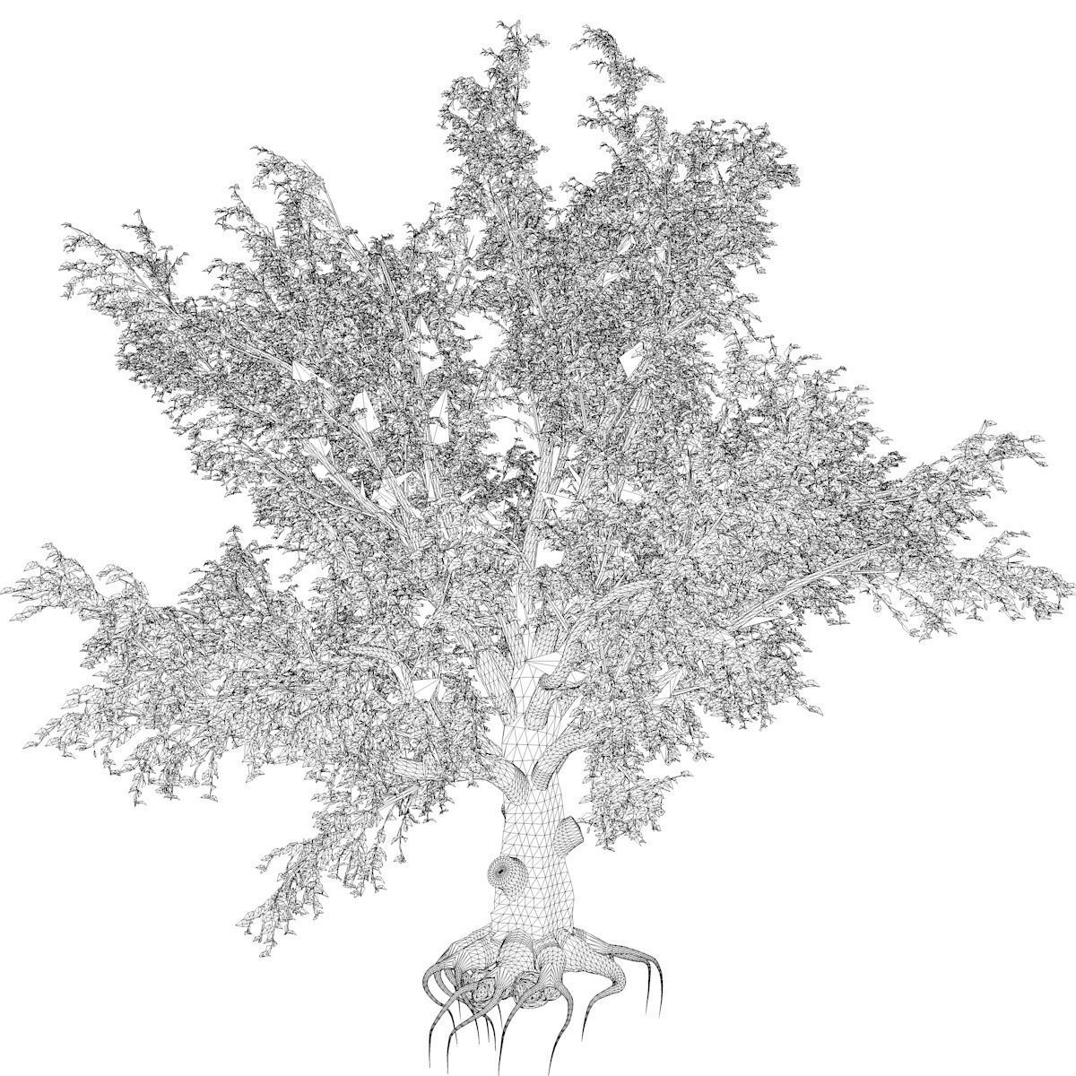 American Beech Tree - 05 - 3D model_2