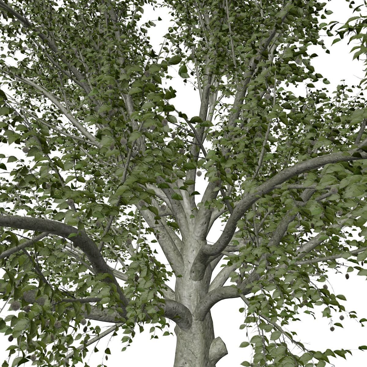 American Beech Tree - 05 - 3D model_3