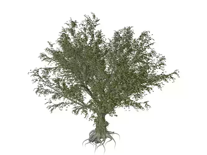 American Beech Tree - 07 -
