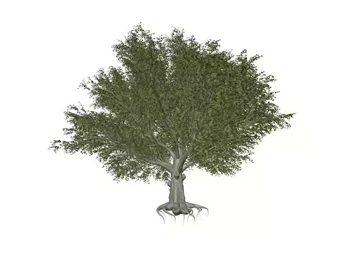American Beech Tree - 08 -