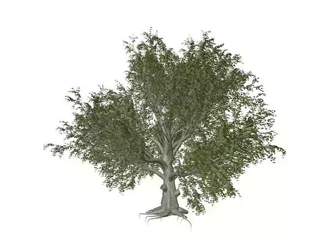 American Beech Tree - 09 -