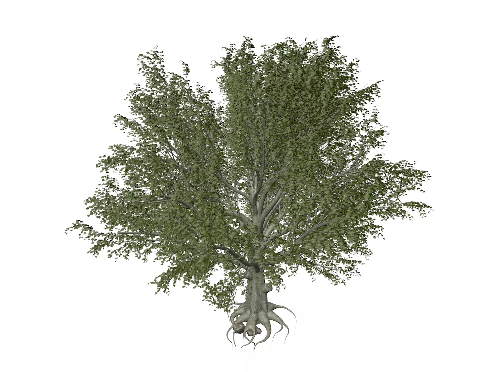 American Beech Tree - 10 - 3D model_0