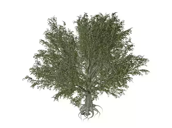 American Beech Tree - 10 - 3D model American Beech Tree - 10 - 3D model