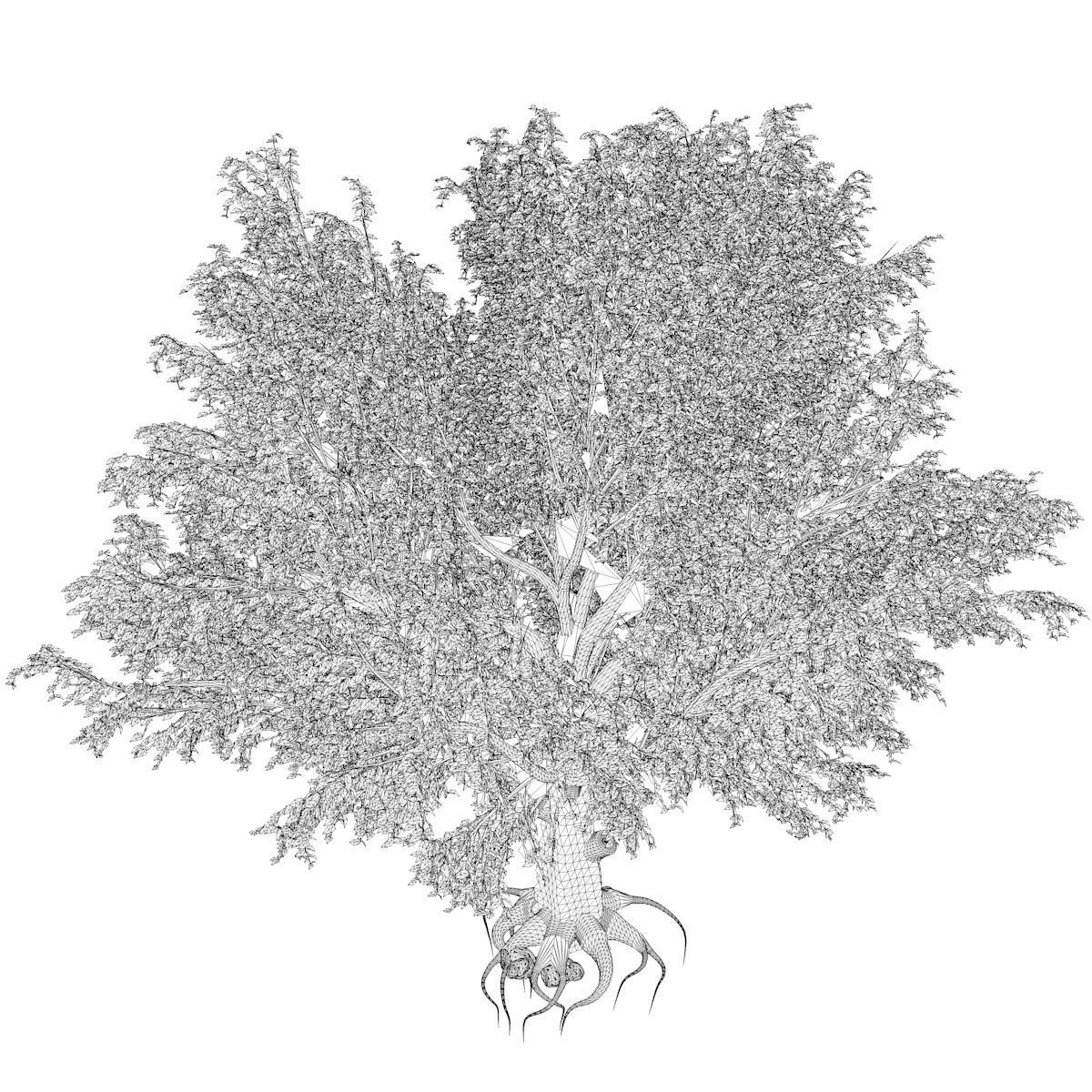 American Beech Tree - 10 - 3D model_2
