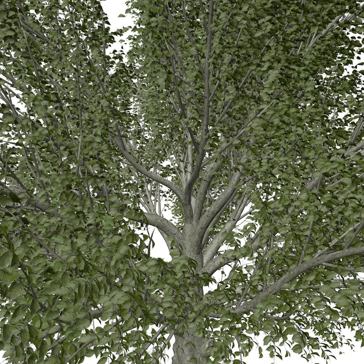 American Beech Tree - 10 - 3D model_3
