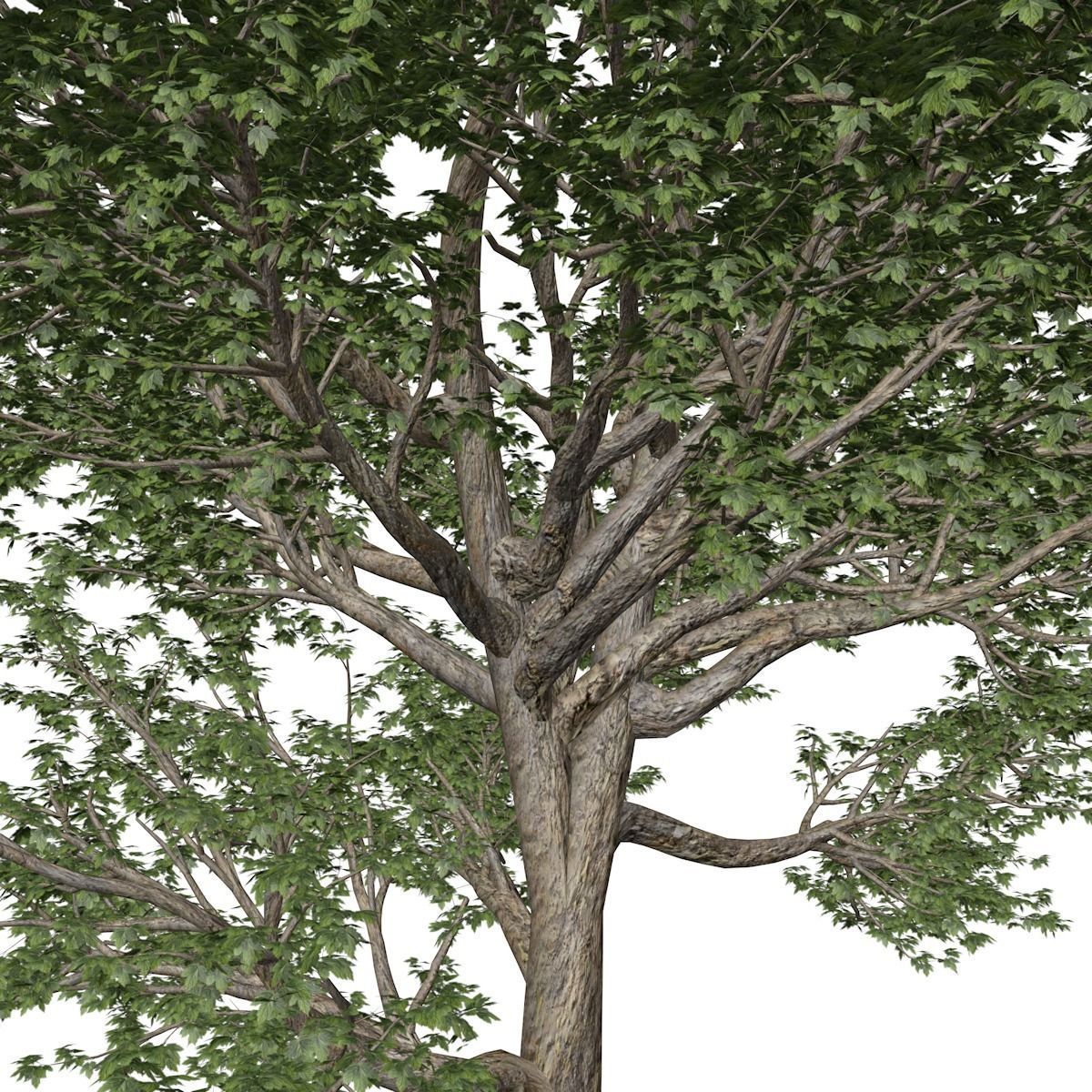 American Sycamore Tree - 02 - 3D model_3
