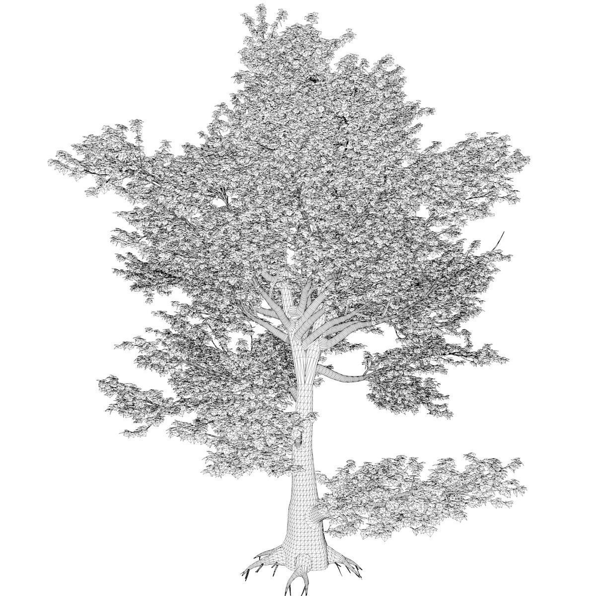 American Sycamore Tree - 02 - 3D model_2
