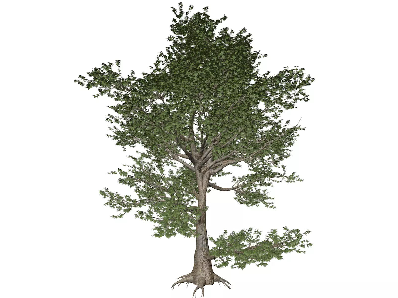 American Sycamore Tree - 02 - 3D model_0