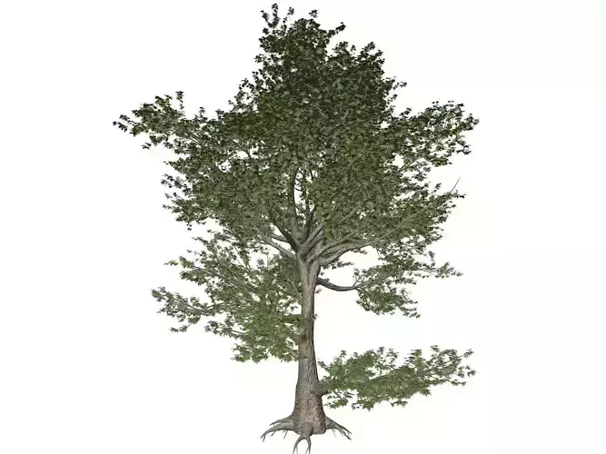 American Sycamore Tree - 02 - 3D model