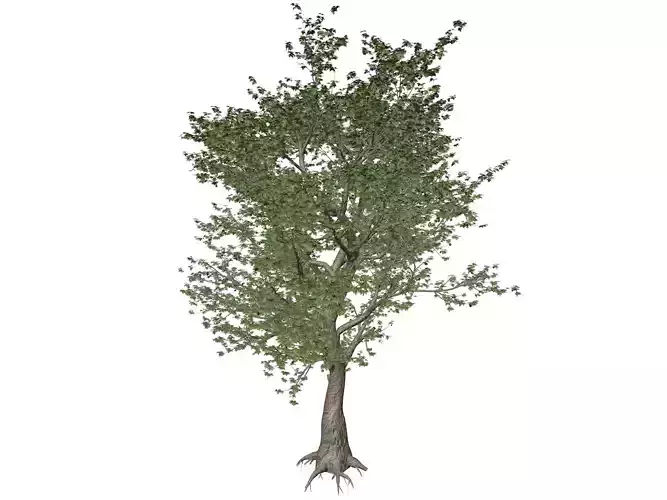 American Sycamore Tree - 03 -