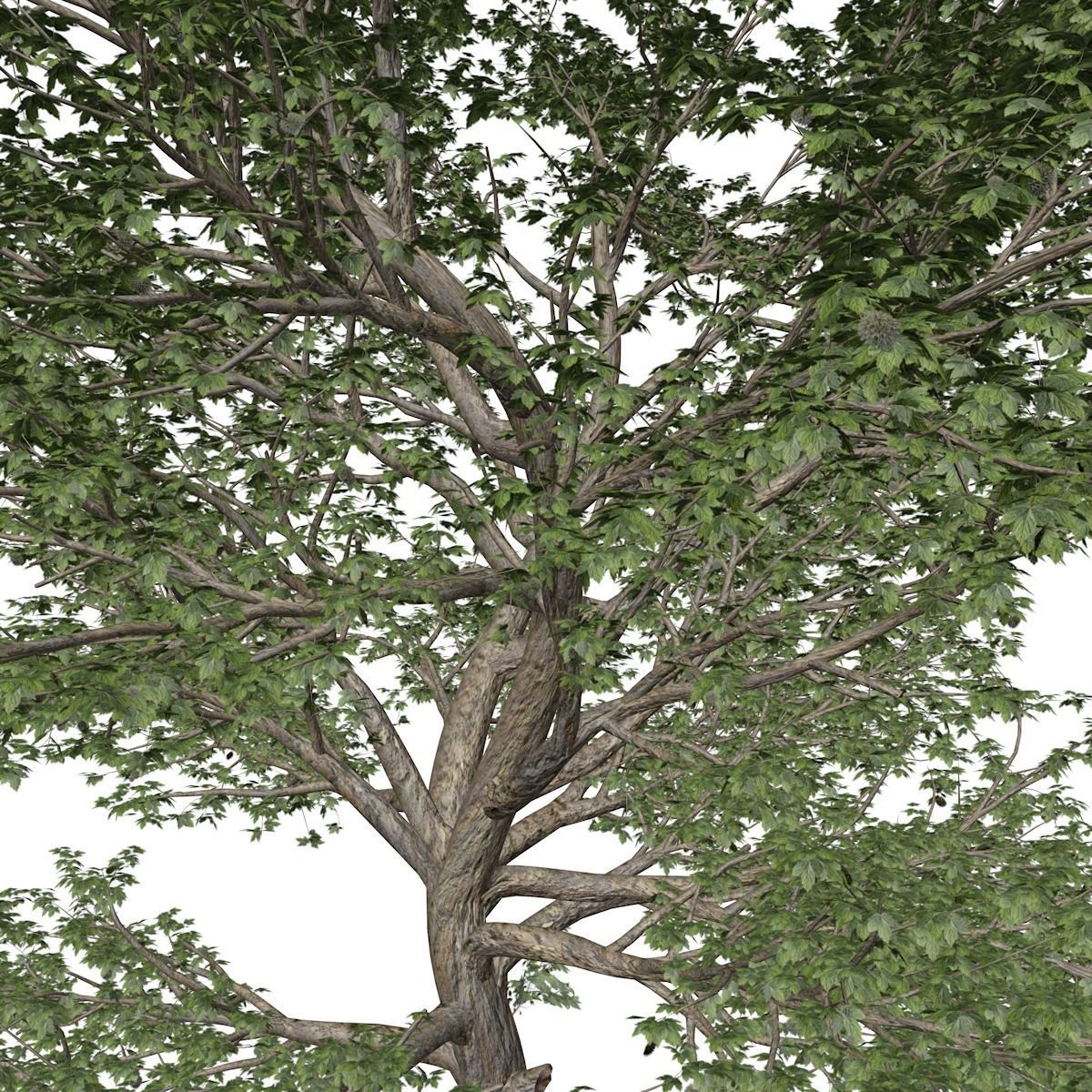American Sycamore Tree - 04 - 3D model_3