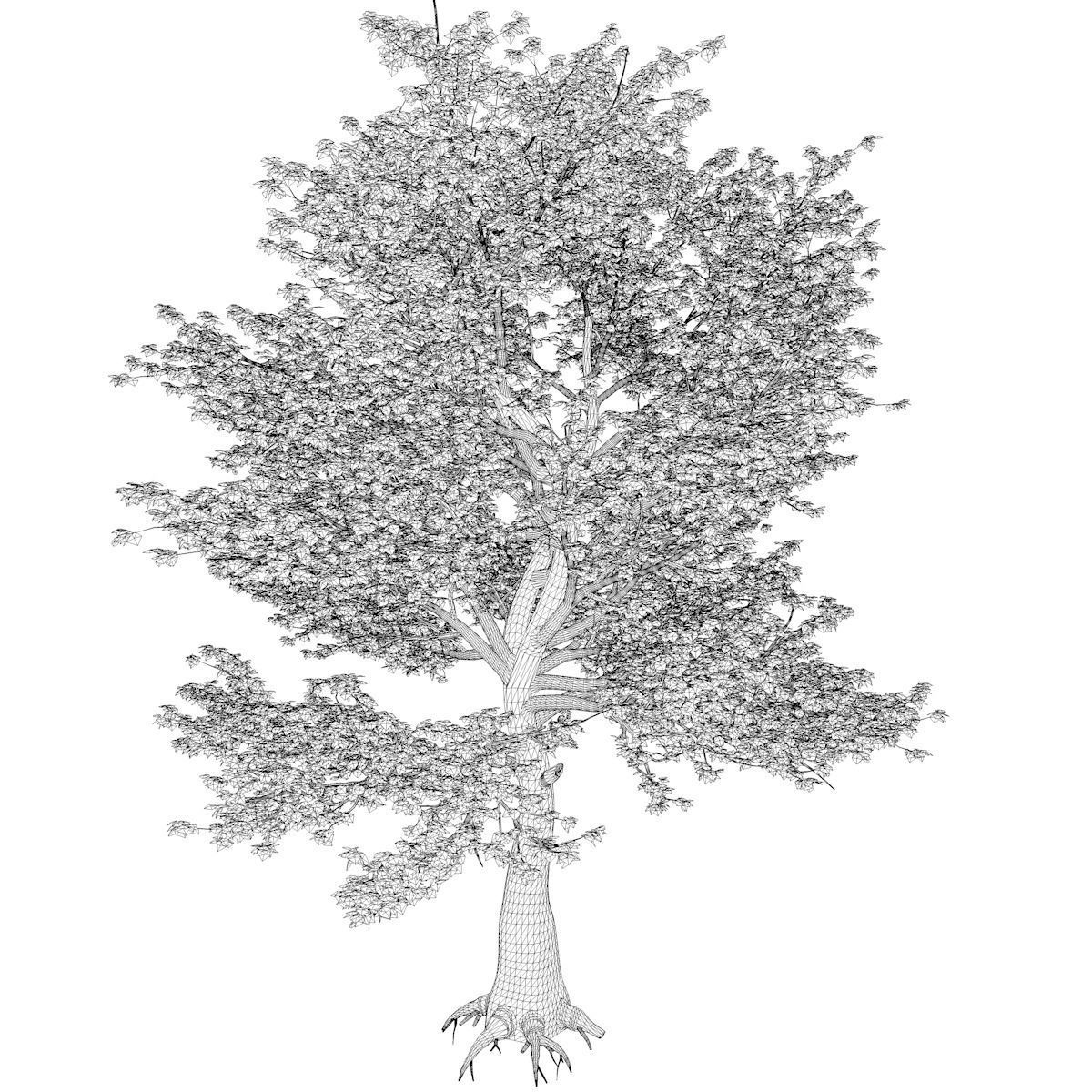 American Sycamore Tree - 04 - 3D model_2