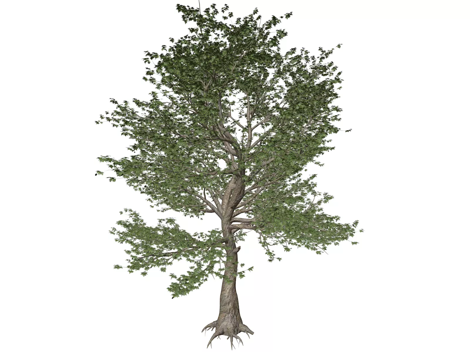 American Sycamore Tree - 04 - 3D model_0