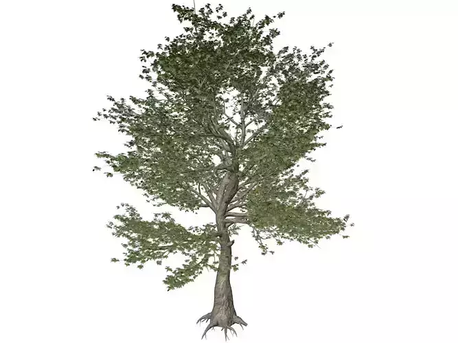 American Sycamore Tree - 04 -