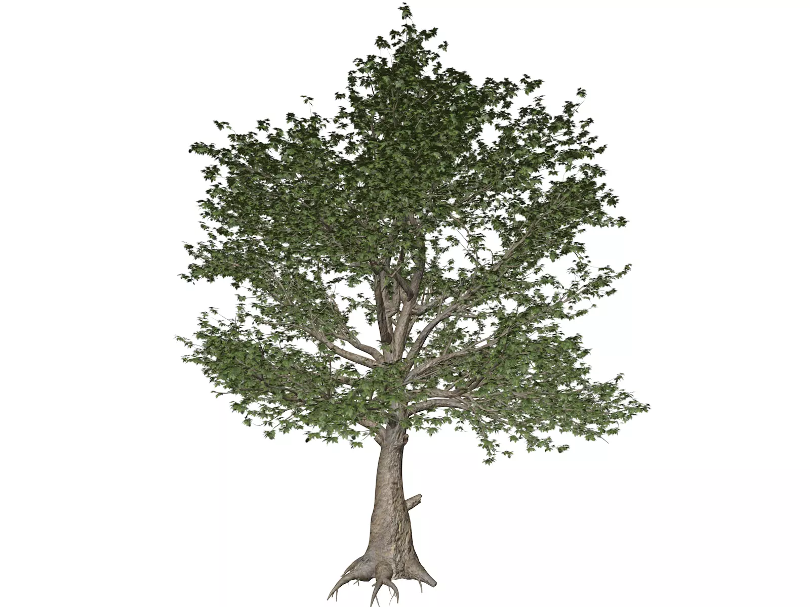 American Sycamore Tree - 05 - 3D model_0