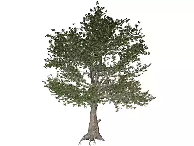 American Sycamore Tree - 05 - 3D model American Sycamore Tree - 05 - 3D model