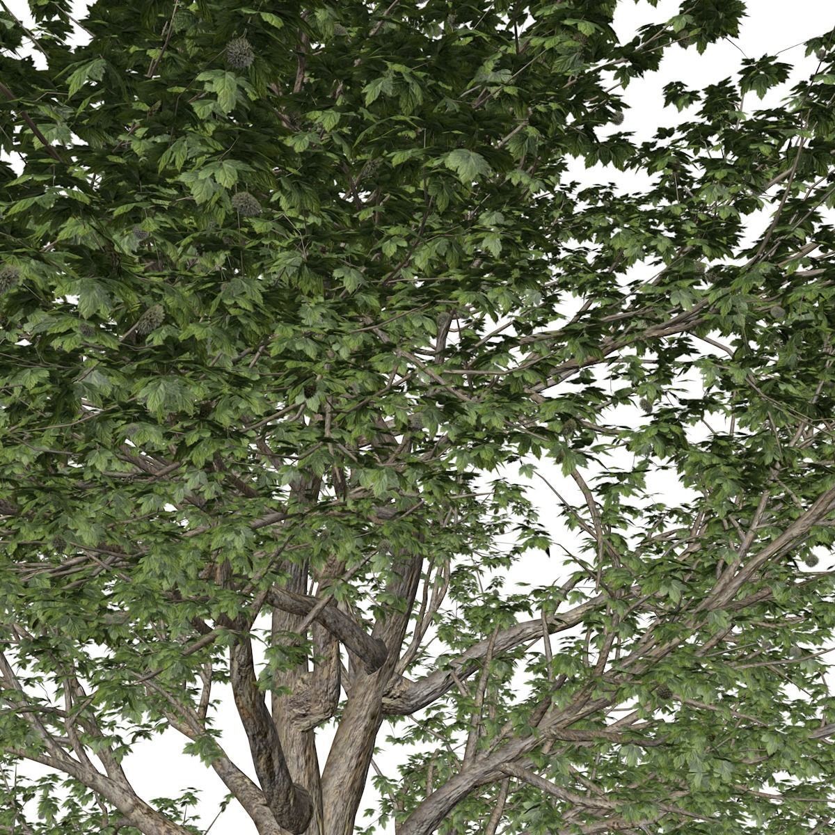 American Sycamore Tree - 05 - 3D model_3